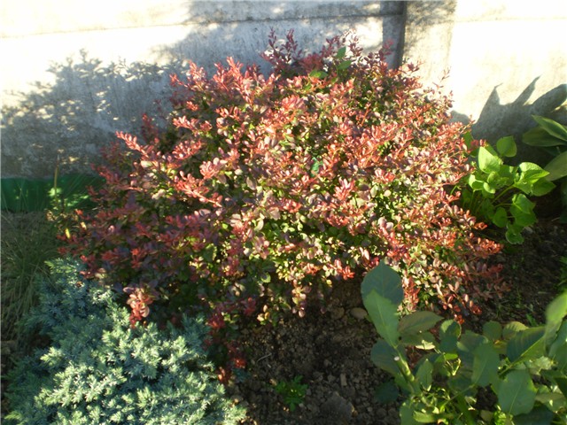 berberis